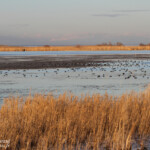 Delta de l'Ebre