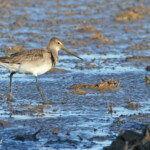 Barge à queue noire - Delta de l'Ebre