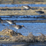 Barge à queue noire - Delta de l'Ebre