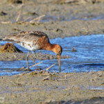 Barge à queue noire - Delta de l'Ebre
