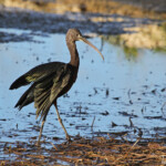 Ibis flacinelle - Delta de l'Ebre