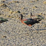 Ibis flacinelle - Delta de l'Ebre