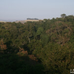 Forêt de Dlinza - Eshowe