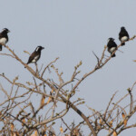 Barbican oreillard - White-eared Barbet (Eshowe)