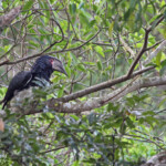 Calao trompette - Trumpeter Hornbill ( Eshowe)