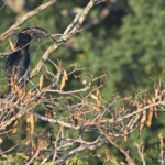Calao trompette - Trumpeter Hornbill ( Eshowe)
