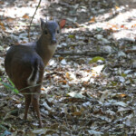Céphalophe bleu - blue Duiker (Eshowe)