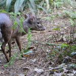 Céphalophe bleu - blue Duiker (Eshowe)