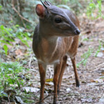 Céphalophe bleu - blue Duiker (Eshowe)