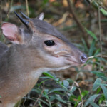 Céphalophe bleu - blue Duiker (Eshowe)