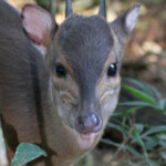 Céphalophe bleu - blue Duiker (Eshowe)
