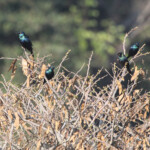 Choucador à ventre noir - Black-bellied starling (Eshowe)