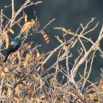 Choucador à ventre noir - Black-bellied starling (Eshowe)