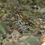 Grive tachetée - Spotted Ground Thrush (Eshowe)