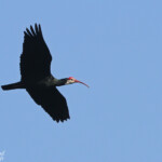 Ibis du Cap - Southern bald ibis (Eshowe)