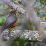 Merle olivâtre - Olive Thrush (Eshowe)