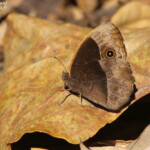 Papillon (Eshowe)