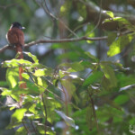 Tchitrec d'Afrique - African paradise flycatcher (Eshowe)