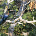 Touraco à huppe splendide - Puple-crested-touraco (Eshowe)