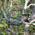 Touraco à huppe splendide - Puple-crested-touraco (Eshowe)