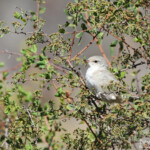 Fauvette épervière (Arménie)