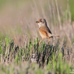 Fauvette à lunettes (Valensole, 04)