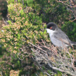 Fauvette mélanocéphale (Port-Cros, 13)