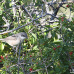 Fauvette orphée (04)