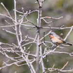Fauvette passerinette (Sainte-victoire, 13)