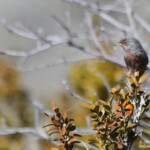 Fauvette pitchou (Baronnies)