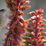 Fauvette à tête noire (Domaine du Rayol, 83)
