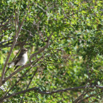 Gobemouche à demi-collier (Arménie)