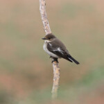 Gobemouche noir (Maroc)