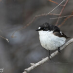 Gobemouche noir (Camargue, 13)