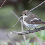 Gobemouche noir (Camargue, 13)