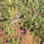 Gorgebleue à miroir magna (Arménie)