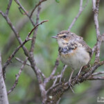 Gorgebleue à miroir svecica (Norvège)