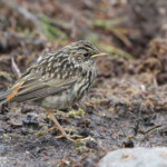 Gorgebleue à miroir svecica (Norvège)