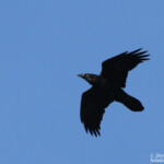 Grand corbeau
