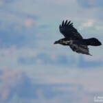 Grand corbeau