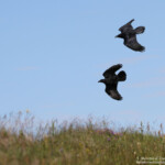 Grand corbeau (Norvège)