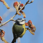 Mésange bleue, gravières du Puy-sainte-Réparade