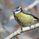 Mésange bleue, gravières du Puy-sainte-Réparade