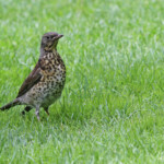 Grive litorne, Oslo, Norvège