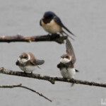 Hirondelle de rivage (Aiguamolls)