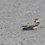 Hirondelle de rivage (Arménie)