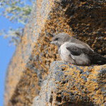 Hirondelle de rocher (Arménie)
