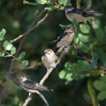 Hirondelle rousseline (Espagne)