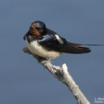 Hirondelle rustique (Espagne)