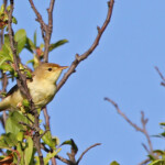 Hypolaïs polyglotte (Aix, 13)